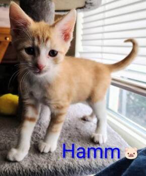 Hamm -  Domestic Short Hair Cat for Adoption in Newport, Kentucky - Hamm | PetCurious