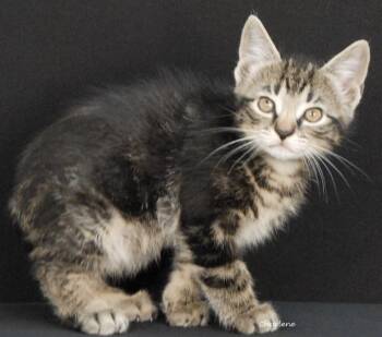 Bonfire -  Domestic Short Hair Cat for Adoption in Newland, North Carolina - Bonfire | PetCurious