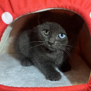 Aquamarine -  Domestic Short Hair Cat Available for Adoption in Santa Ana, California - Aquamarine | PetCurious