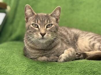 Rescue Tabby Cats for Adoption in Pierre, South Dakota - Astrid | PetCurious