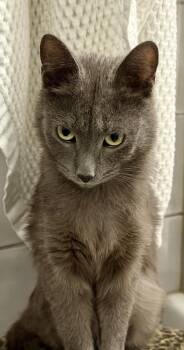 Russian Blue and Domestic Short Hair Cats Available for Adoption - Celine | PetCurious