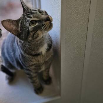 Novak -  Domestic Short Hair Cat for Adoption in Brighton, Missouri - Novak | PetCurious