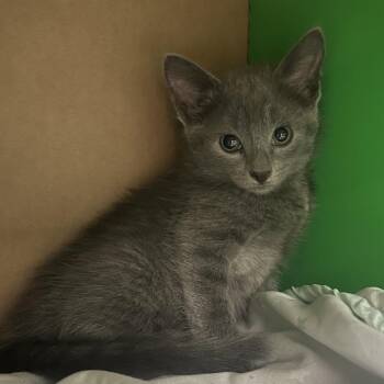 Dove -  Domestic Short Hair Cat for Adoption in Bismarck, North Dakota - Dove | PetCurious