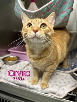 Rescue Domestic Medium Hair Cats for Adoption in Oak Ridge, Tennessee - Civic | PetCurious