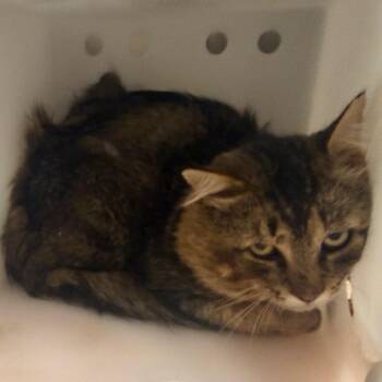 Pooch - Adoptable Barn Cat -  Domestic Short Hair Cat for Adoption in Flagstaff, Arizona - Pooch - Adoptable Barn Cat | PetCurious