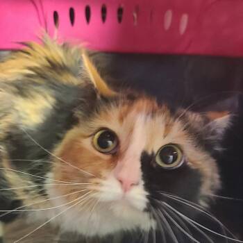 Cecelia -  Domestic Long Hair Cat for Adoption in Hemet, California - Cecelia | PetCurious