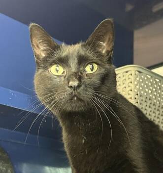 Numi -  Domestic Short Hair Cat for Adoption in Golden, Colorado - Numi | PetCurious