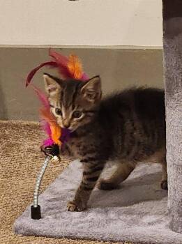 Yafa -  Tabby and Domestic Short Hair Cat for Adoption in Buford, Georgia - Yafa | PetCurious