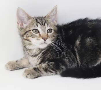 Scar is a dream kitten - SWEET SWEET SWEET and GORGEOUS -  Tabby and Bengal Cat for Adoption in Bedford Hills, New York - Scar Is A Dream Kitten - SWEET SWEET SWEET And GORGEOUS | PetCurious