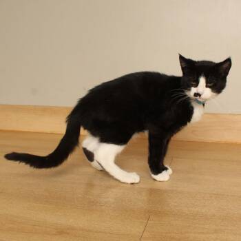 Yabba C70749 -  Domestic Short Hair Cat for Adoption in Minnetonka, Minnesota - Yabba C70749 | PetCurious