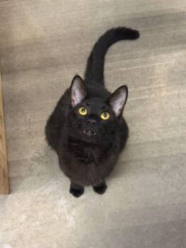 Koda -  Domestic Short Hair Cat Available for Adoption in Chandler, Arizona - Koda | PetCurious