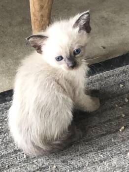 Duskys Baby -  Siamese Cat for Adoption in Torrance, California - Duskys Baby | PetCurious