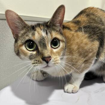 Gina -  Domestic Short Hair Cat for Adoption in Tampa, Florida - Gina | PetCurious