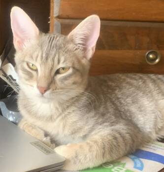 Meet Willow — A Graceful Little Gray Tabby with a Big Purr -  Domestic Short Hair Cat for Adoption in Prescott, Arizona - Meet Willow — A Graceful Little Gray Tabby With A Big Purr | PetCurious