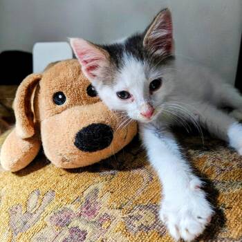 Oswald -  Domestic Short Hair Cat for Adoption in Madison, Wisconsin - Oswald | PetCurious