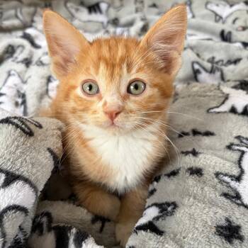 Blobby -  Domestic Short Hair Cat for Adoption in West Olive, Michigan - Blobby | PetCurious
