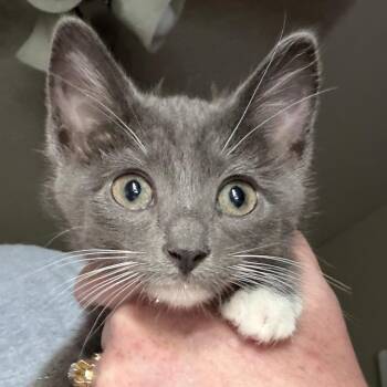 Aurora Teagarden -  Domestic Medium Hair and Domestic Short Hair Cat for Adoption in Boerne, Texas - Aurora Teagarden | PetCurious