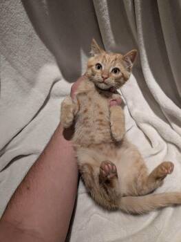 Anole -Preadoption ONLY -  Domestic Short Hair Cat for Adoption in Chilliwack, British Columbia - Anole -Preadoption ONLY | PetCurious