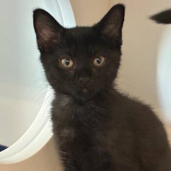 Licorice -  Domestic Short Hair Cat for Adoption in Greensboro, North Carolina - Licorice | PetCurious