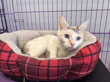 Danetta -  Siamese and Dilute Calico Cat for Adoption in Georgetown, Kentucky - Danetta | PetCurious