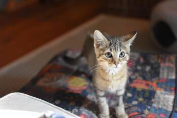 Tiger Lilly -  Domestic Short Hair Cat for Adoption in Avondale Estates, Georgia - Tiger Lilly | PetCurious