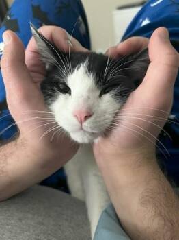 Tuxedo Cats Available for Adoption in Wayne, New Jersey - Loki | PetCurious