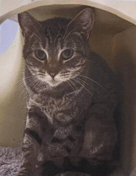 Mocha -  Domestic Short Hair Cat for Adoption in Fort Madison, Iowa - Mocha | PetCurious