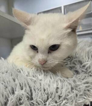 Domestic Short Hair Cats Available for Adoption - Little Girl | PetCurious