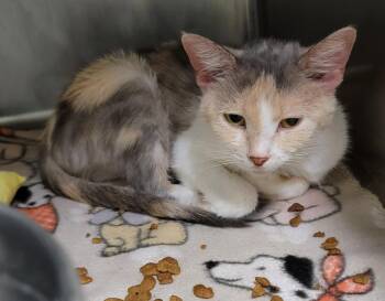 Rescue Dilute Calico Cats for Adoption in Marietta, Ohio - Lola | PetCurious