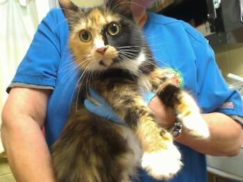 Domestic Medium Hair Cats Available for Adoption in Cookeville, Tennessee - BANDIT | PetCurious