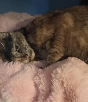 Rescue Domestic Short Hair Cats for Adoption in Sykesville, Maryland - Rose | PetCurious