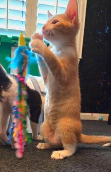 Fuzzy Navel -  Domestic Short Hair Cat for Adoption in Magnolia, Texas - Fuzzy Navel | PetCurious