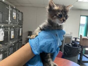 Rescue Domestic Short Hair Cats for Adoption in San Bernardino, California - GREG | PetCurious