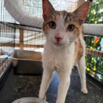 Honey -  Domestic Short Hair Cat for Adoption in Los Angeles, California - Honey | PetCurious