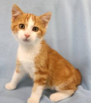 Kel -  Domestic Short Hair Cat for Adoption in Thief River Falls, Minnesota - Kel | PetCurious