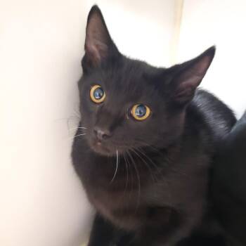 Hermes -  Domestic Short Hair Cat for Adoption in Oshkosh, Wisconsin - Hermes | PetCurious