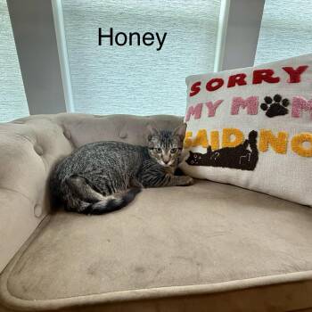 Honey -  Domestic Short Hair Cat for Adoption in Houston, Texas - Honey | PetCurious