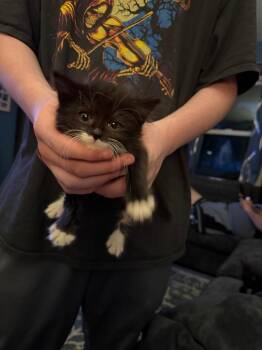 Hamlet -  Domestic Short Hair Cat for Adoption in Pomona, New York - Hamlet | PetCurious