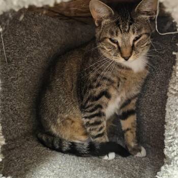 Tabby Cats Available for Adoption in Richmond, Virginia - Ditto | PetCurious