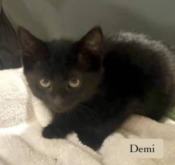 Demi -  Domestic Short Hair Cat for Adoption in Chalfont, Pennsylvania - Demi | PetCurious