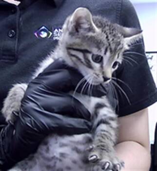 KIMO -  Domestic Short Hair Cat for Adoption in St. Cloud, Florida - KIMO | PetCurious