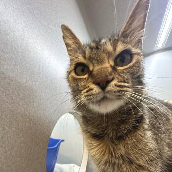 Candy Girl -  Domestic Medium Hair Cat for Adoption in Pittsburgh, Pennsylvania - Candy Girl | PetCurious