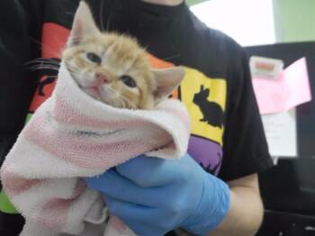 SHERBERT -  Domestic Medium Hair and Domestic Short Hair Cat for Adoption in Omaha, Nebraska - SHERBERT | PetCurious