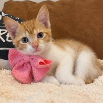 Jade Green -  Tabby and Domestic Short Hair Cat for Adoption in Friendswood, Texas - Jade Green | PetCurious