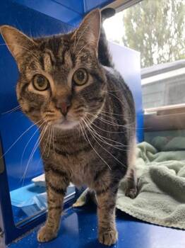 Domestic Short Hair Cats Available for Adoption in Westminster, Maryland - BUTTERCUP | PetCurious