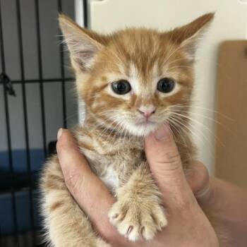 Basilio -  American Shorthair Cat for Adoption in Poplar Bluff, Missouri - Basilio | PetCurious