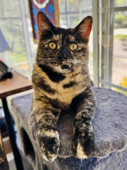 Domestic Short Hair and Tortoiseshell Cats Available for Adoption in Skyline, Minnesota - Ruby Lou | PetCurious