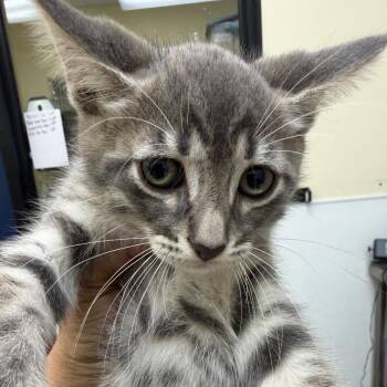 Steve Perry -  Domestic Short Hair Cat for Adoption in Galveston, Texas - Steve Perry | PetCurious