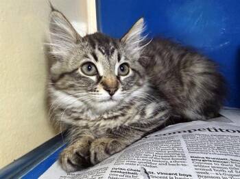 ANNIE -  Domestic Medium Hair Cat for Adoption in Santa Rosa, California - ANNIE | PetCurious