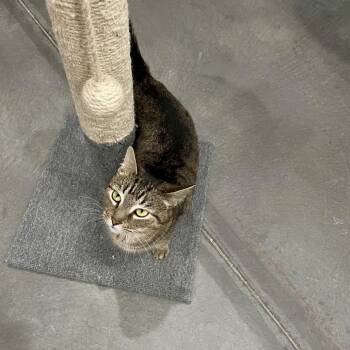 Mulan -  Domestic Short Hair Cat for Adoption in Fairmont, West Virginia - Mulan | PetCurious